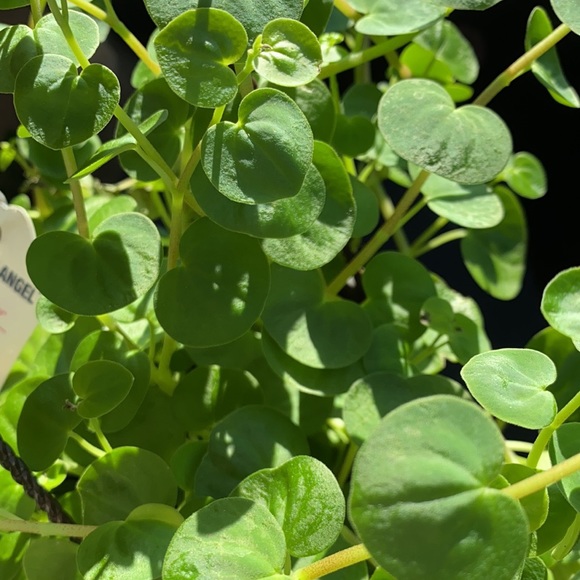 peperomia serpen cuttings (3 cutting=$15) - Picture 2 of 2